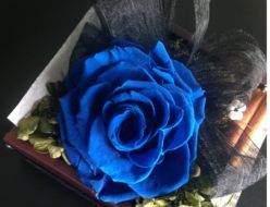 ブルーのバラ　青いバラ　メリア　大きなバラ　アモローサ　贈り物　ギフトフラワー　プリザーブドフラワー